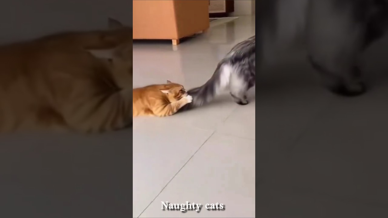 Funny & Cute Cats Compilation 🐱 | Best Cat Moments Ever