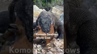 Komodo Swallows Whole Goat