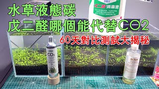 水草液態碳和戊二醛哪個能代替CO260天對比測試帶您揭秘液態碳的效果|Can glutaraldehyde and liquid carbon replace CO2?