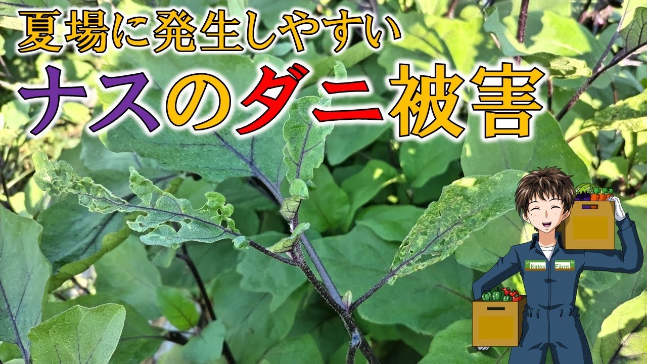 【ナスの害虫】夏場はやっぱりダニに注意。でも今年は全然見かけない。 - YouTube