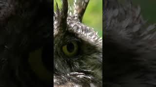 Amazing African Spotted Eagle Owl #shorts #short