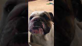 Having a Conversation with Hickory the Bulldog