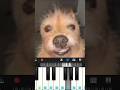 como tocar ro po po ro po po po en #piano #memes #perro