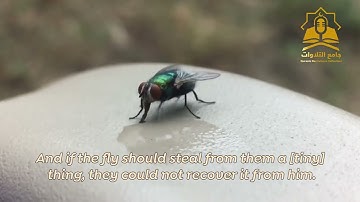 آيات من سورة الحج بتلاوة رائعة