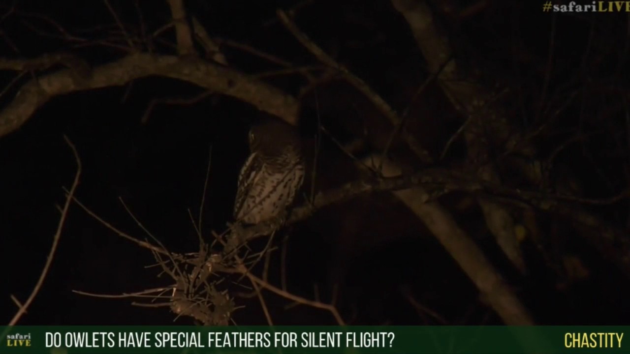 sindile faku Aug 01, 2017 - Sunset - Barred Owlet