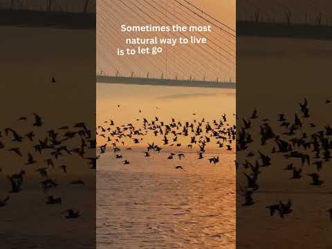 Let Time Flow Like a River #relax #calmshorts #nature #motivation #lifeisbutadream #reddit #природа