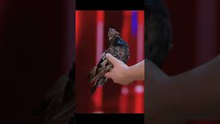 И до вас добрались... | В госдуме заблокировали мессенджер | КВН