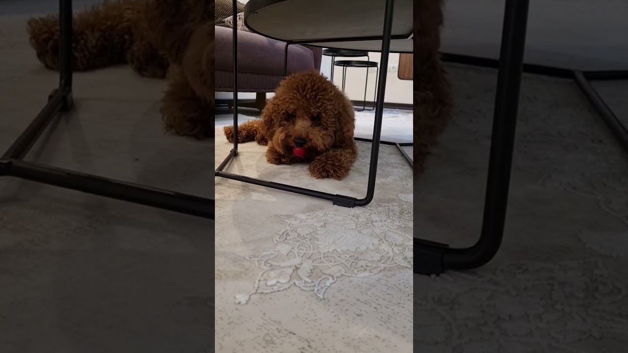 louie dog eats tomato! 