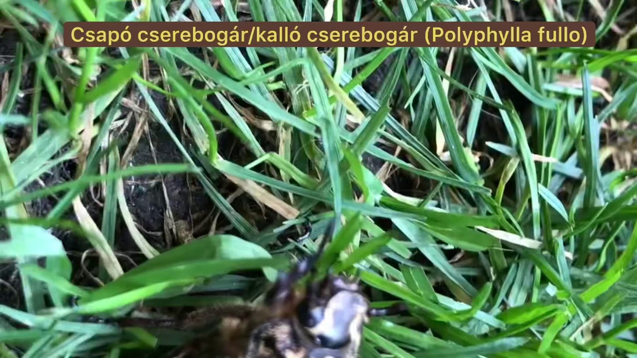 kalló cserebogár (Polyphylla fullo)