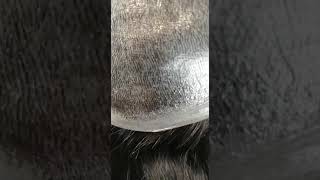 Patch Cutanea Palermo