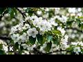 Gentle Daylight Rain Over Vibrant Spring Blossoms | Deep Sleep & Relaxing Nature Sounds