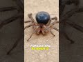 Amaurobiidae, or hacklemesh weavers, are a family of spiders Transformation Wildlife Animal Natural