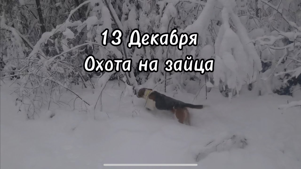 Погоняли хорошо, но лес сегодня был на стороне зайца 😉