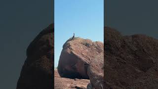 Roadrunner slo-mo filmed from Indiahoma Rd, WMWR 6/16/26