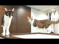 ママが好きすぎてストーカー猫になるバロンと雫