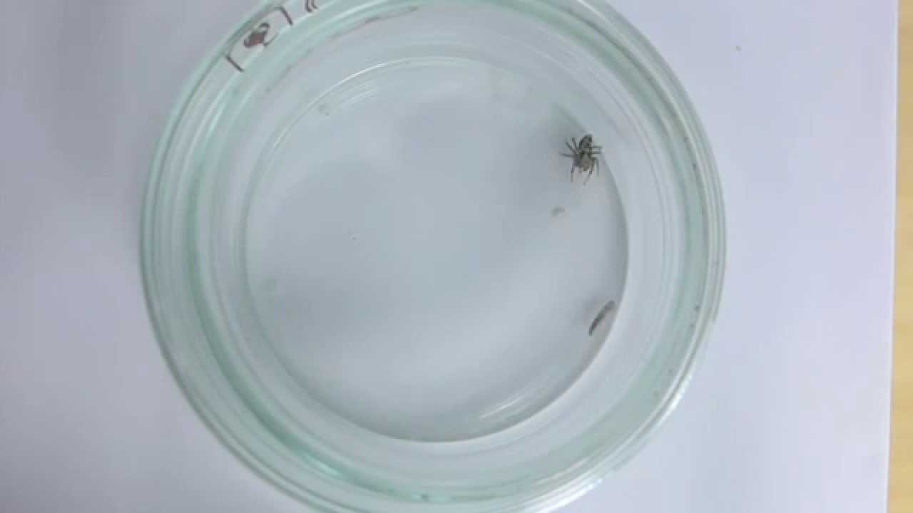 ハエトリグモが紙魚を捕食する様子 Jumping Spider Preying On Silverfish Youtube