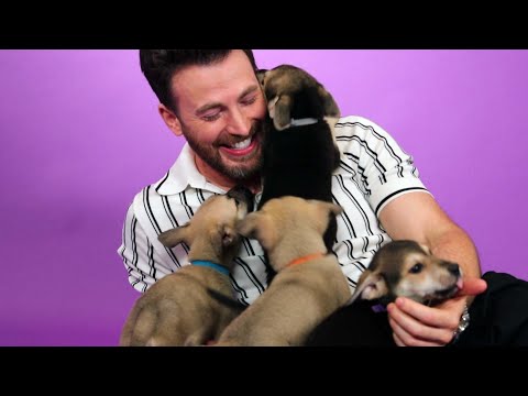 Chris Evans: The Puppy Interview