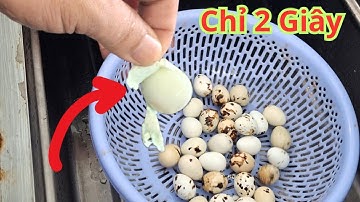 Bóc vỏ trứng cút chỉ 2 giây. Trước khi luộc trứng cút thêm bước này. Bóc vỏ trứng nhanh gấp 10 lần