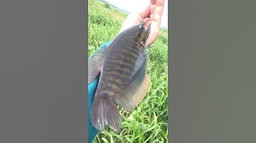 Câu cá sặc rằn