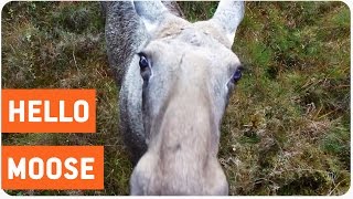 Curious Moose Plays With Drone