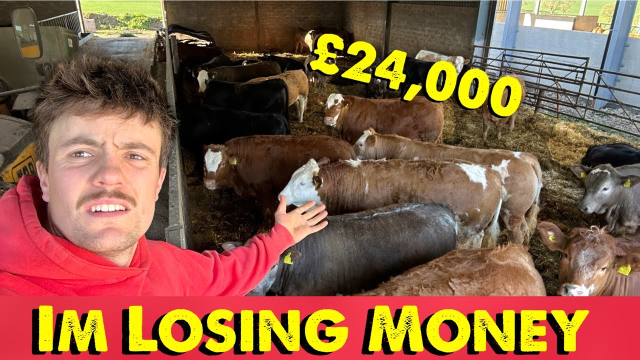 The Numbers Don’t Stack Up | £24,000 Beef Store Cattle