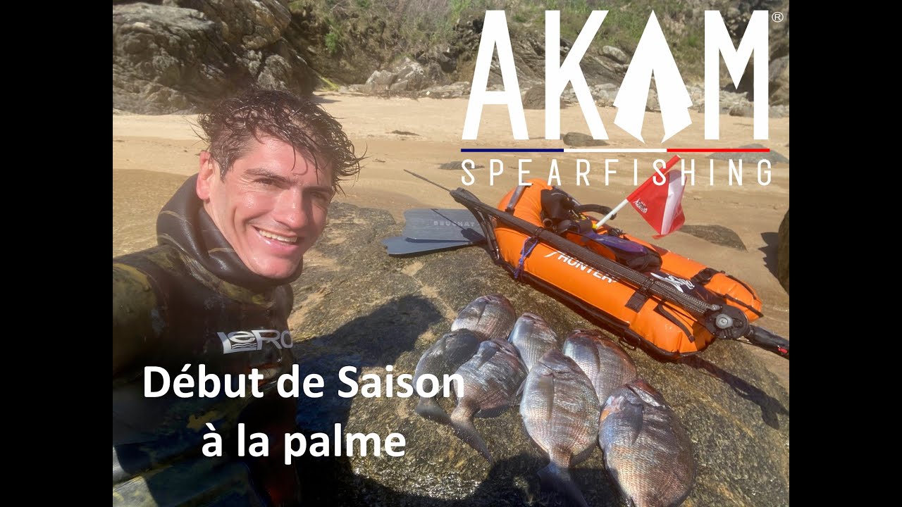 Les sars de l'ile d'Yeu à la palme en Chasse sous marine