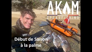 Les sars de l'ile d'Yeu à la palme en Chasse sous marine