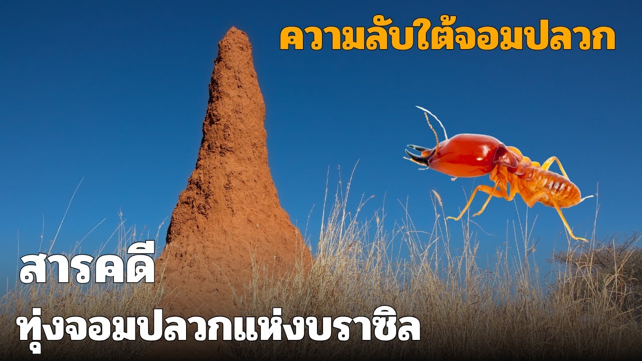 สารคดี ทุ่งจอมปลวกแห่งบราซิล