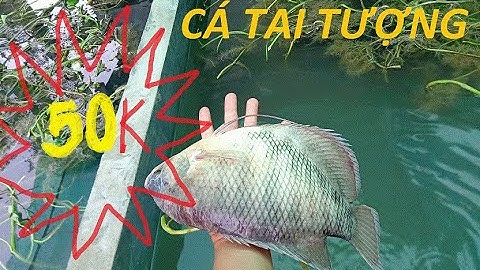 Cá giống tai tượng bán ở đâu