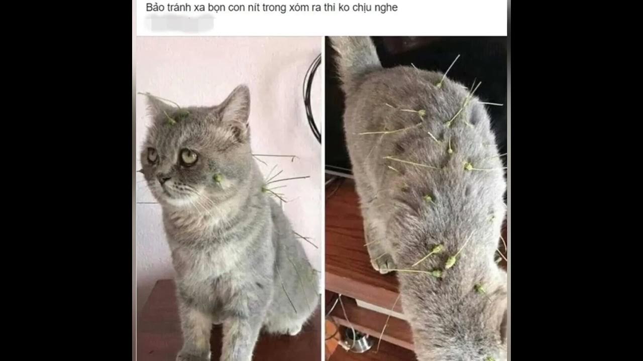 Why do kittens lack sleep? Because I don