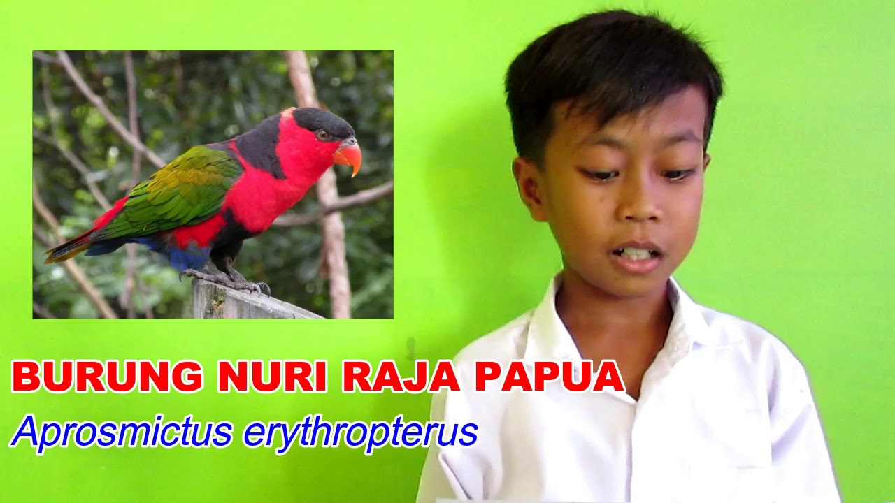 Vlog Theirs Novan Hafiz Alfantoro Burung Nuri Raja Papua Youtube