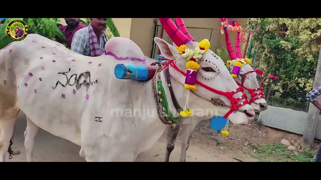 Baggavalli ಬಗ್ಗವಳ್ಳಿ ಪಾನಕದ ಗಾಡಿಗಳು #2025