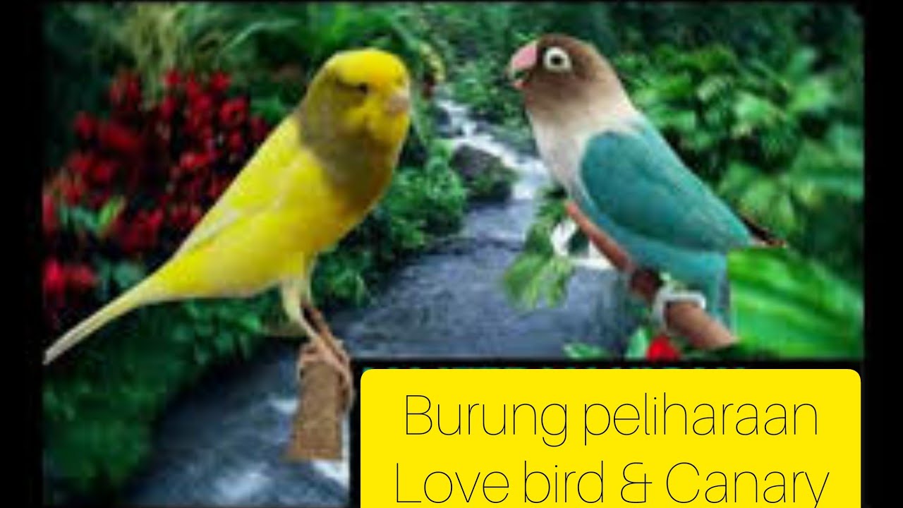 Review Burung-Burung Peliharaan|| Ternak Antara Burung Love Bird