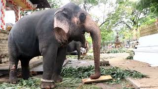 Elephant friends seeking laughter among the elephants...