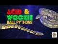 Acid & Wookie Ball Pythons. #ballpython #snake #youtubevideos #coolpets