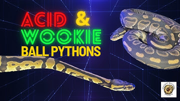 Acid & Wookie Ball Pythons. #ballpython #snake #youtubevideos #coolpets