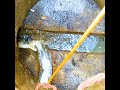 【詰まり抜き】最下階でトイレが吹き上がった原因は何⁉#Shorts [Blocked Drain][大阪][排水管高圧洗浄]