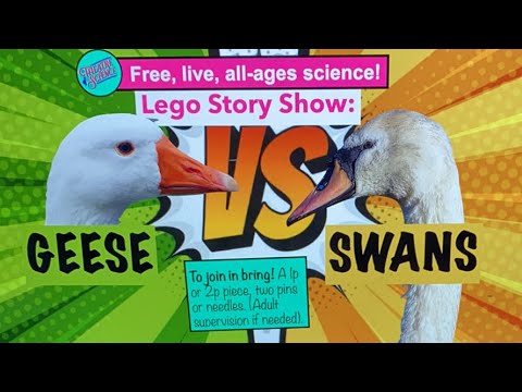 Lego Show: Geese verses Swans!