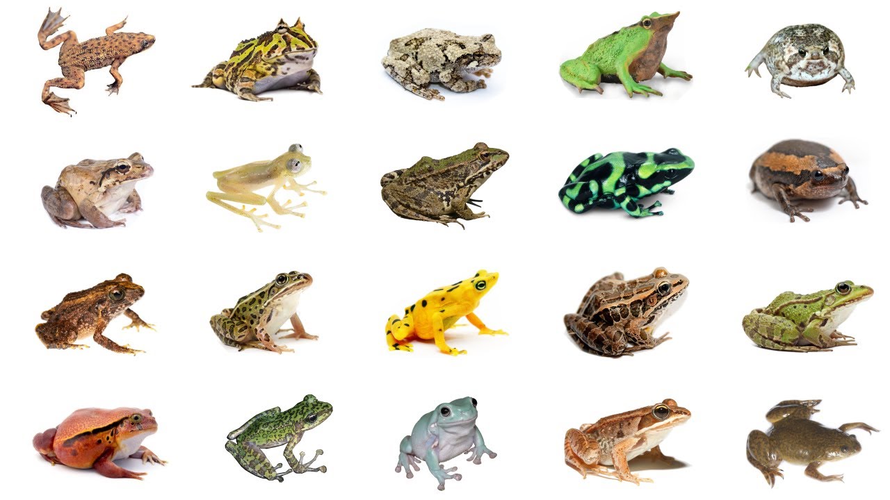 Types of Frogs | Learn Types of Frogs In English Language | Frog Species -  YouTube