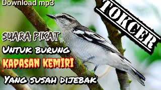 SUARA UNTUK PIKAT - burung kapasan kemiri yang susah turun TOKCER