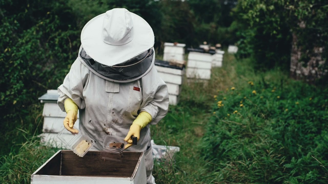Manejo de abelhas com ferrão é o novo curso do Senar, Embrapa e ABELHA