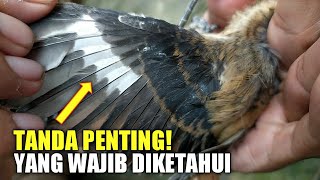 Banyak yang tidak tahu PENTINGNYA slep putih pada sayap burung ini