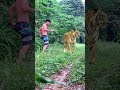 #tiger #lionhunters #animals #wildlife #nature #snake #shorts #short