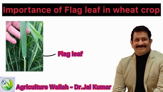 Importance of Flag leaf in wheat crop | Agriculture Wallah - Dr. Jai Kumar