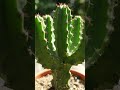 #Euphorbiamayurnathanii #extinctinthewild #extinct #plants #savenature #savenaturesn
