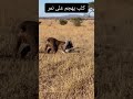 كلب بيتبول يهاجم نمر مرقط