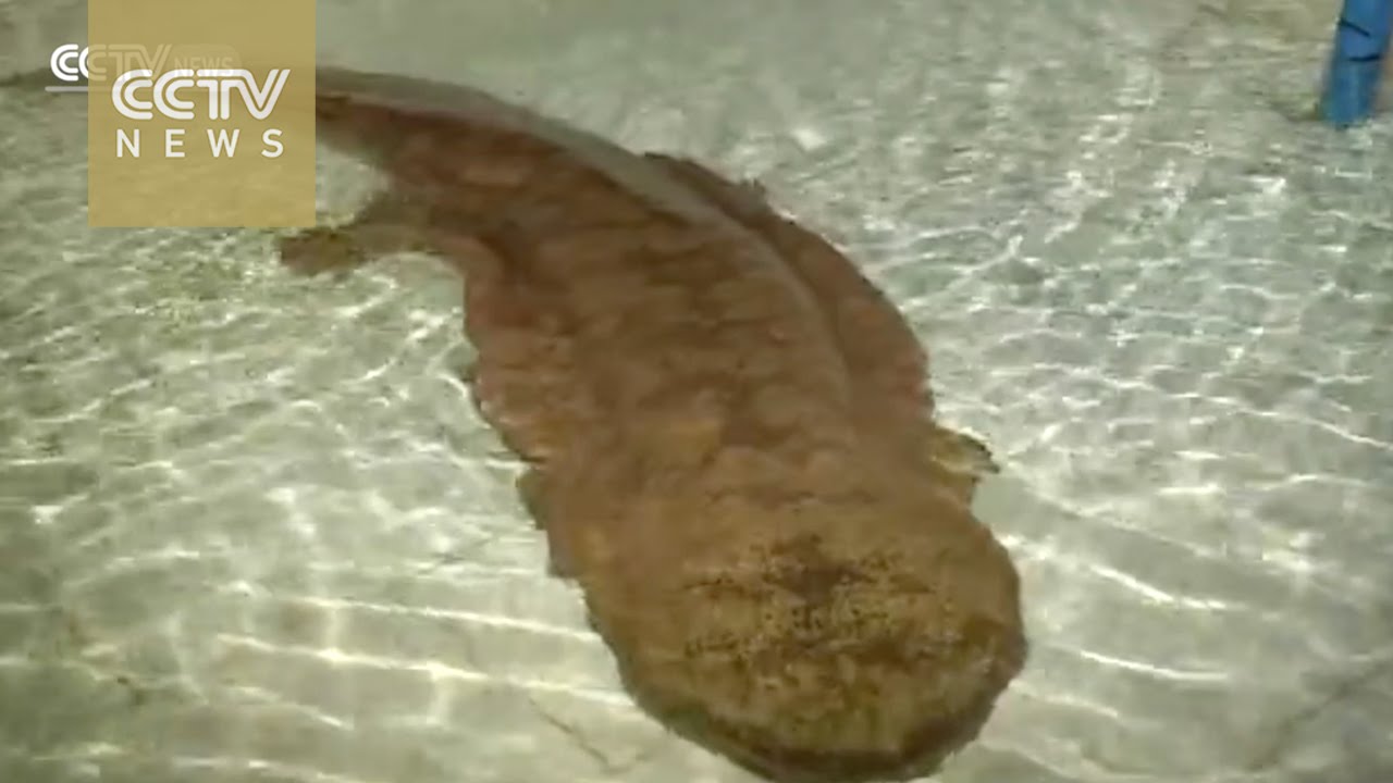 Salamandre géante de Chine_Baidu Encyclopédie