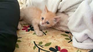 Cute Kitten by Persian Cat 16 views 9 months ago 2 minutes, 31 seconds