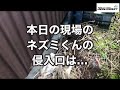 ネズミの侵入口を探せ！　意外な場所に驚愕！