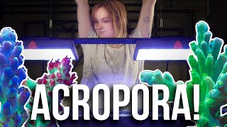 Reef Beginner Trying Acropora!  Becka's Tank Series: Episode 10